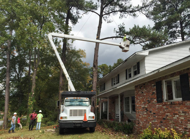 Best Lot and Land Clearing  in Ramtown, NJ